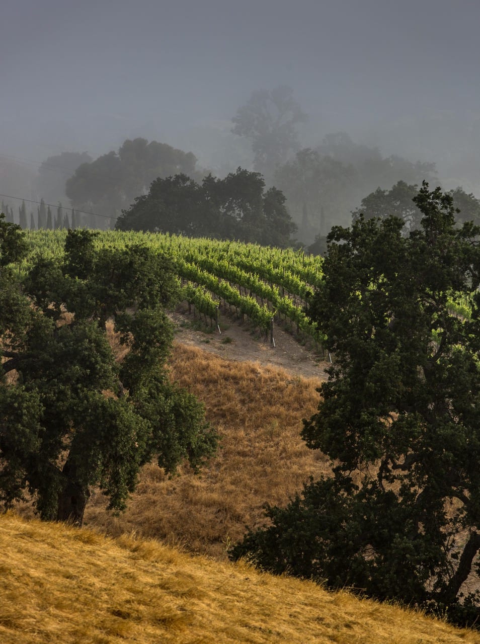 Morning fog over the vines and oaks