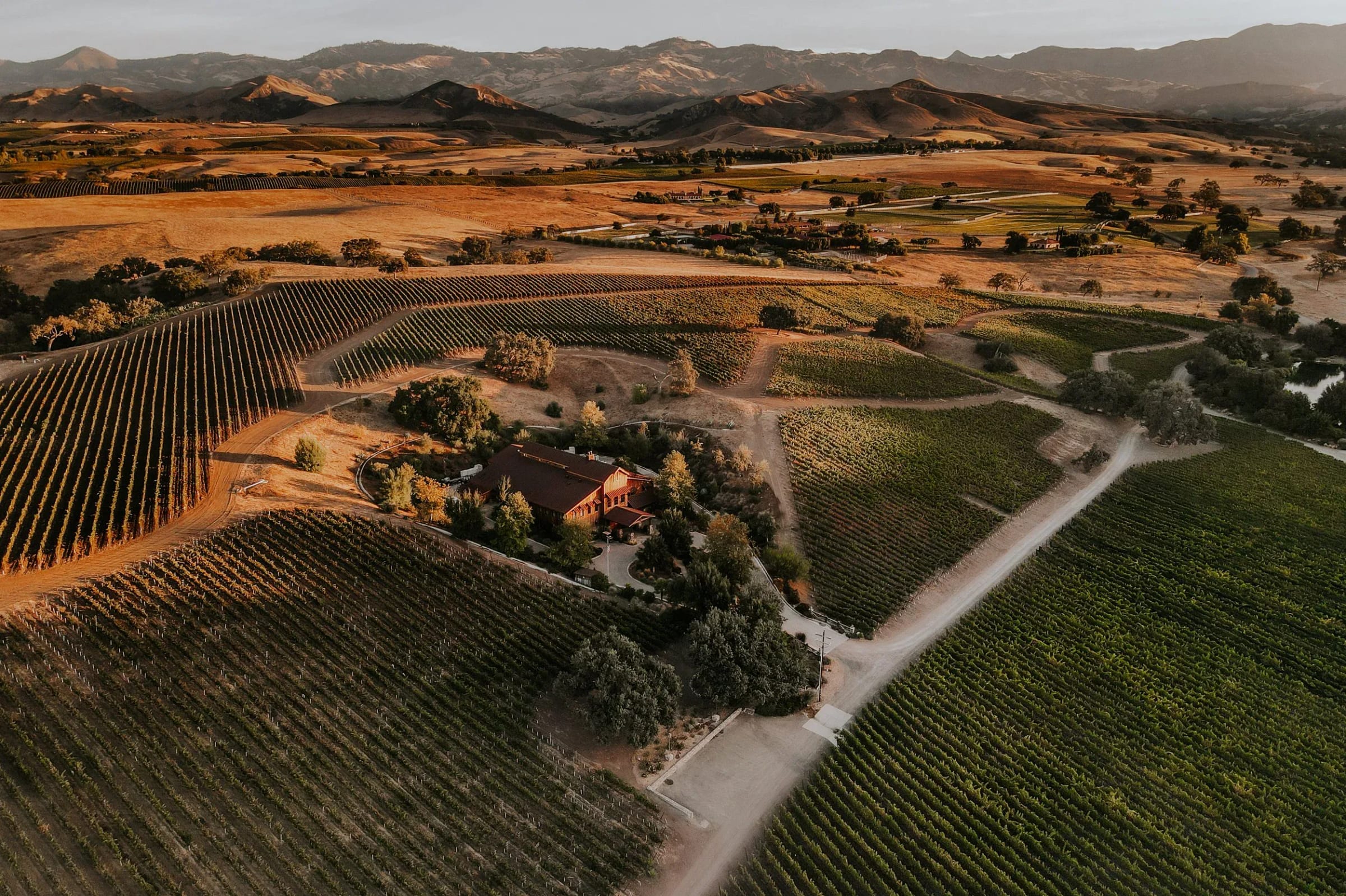 Vineyards from the air in the evening light
