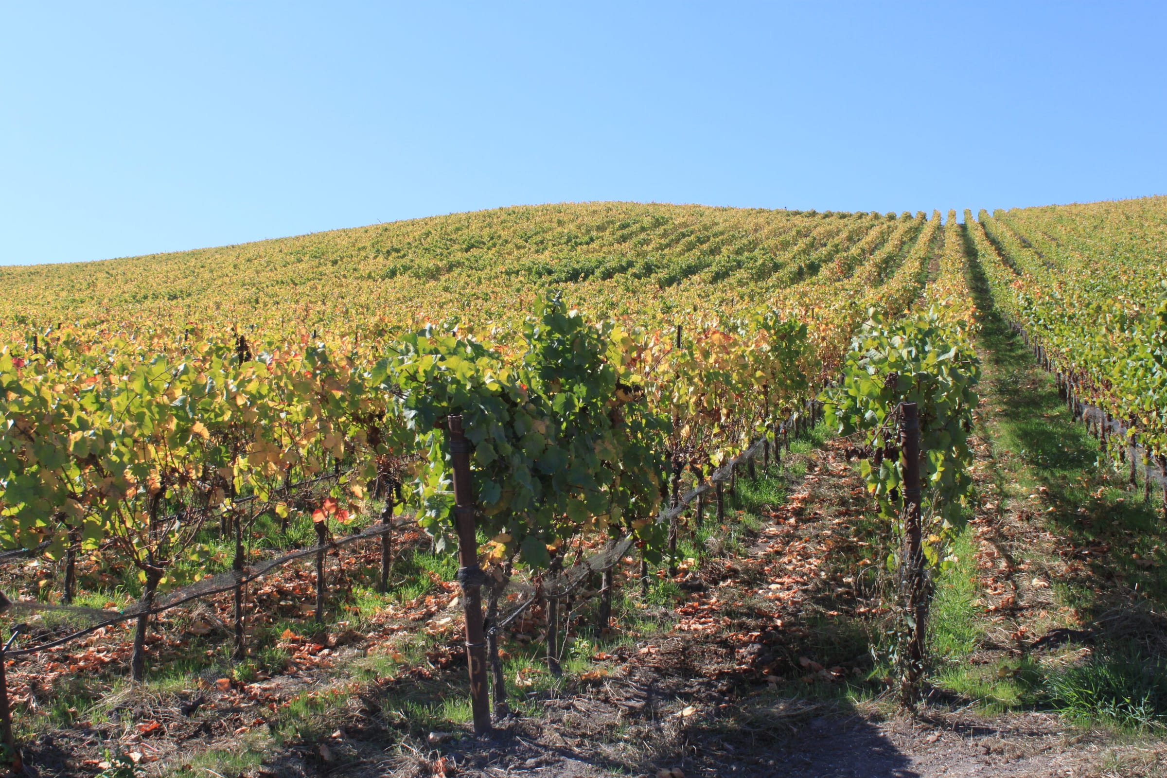 An autumn hillside of vines