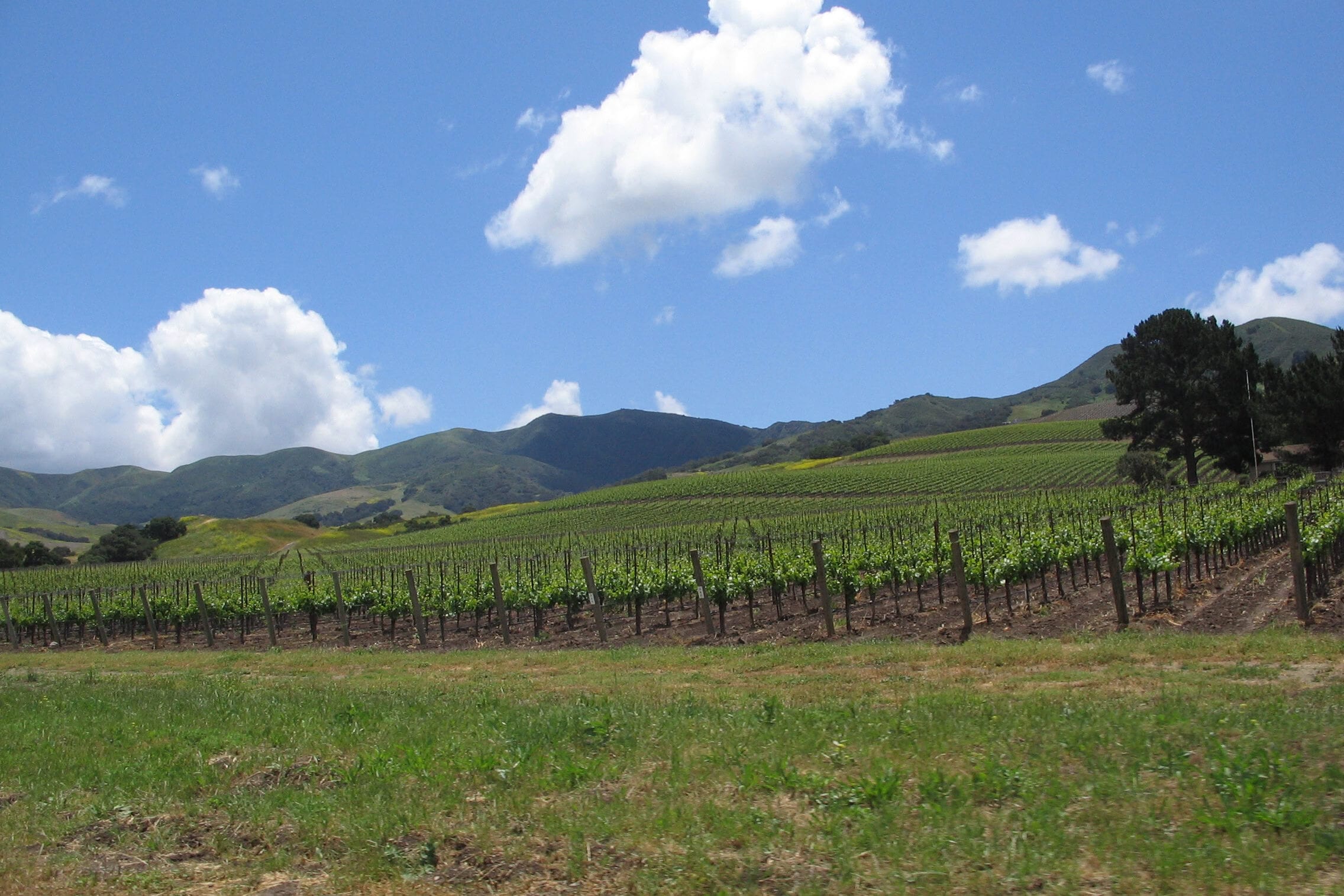 Vineyard rows under a blue sky and summer clouds