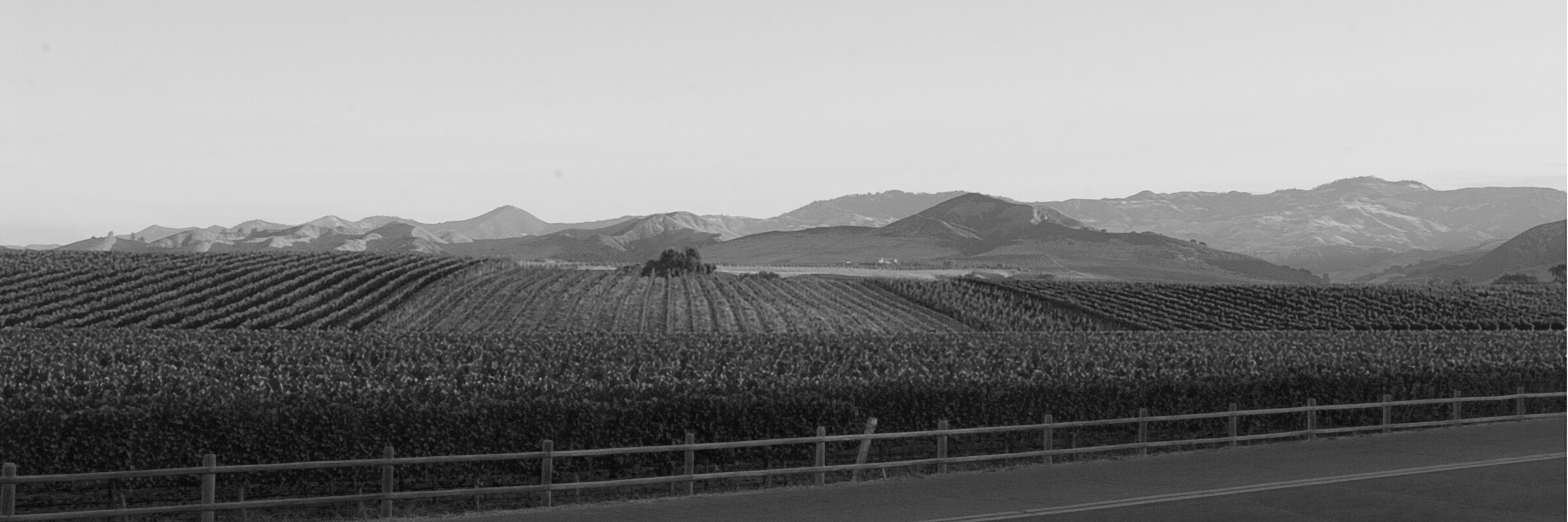 Vineyard rows running to the coastal hills, in black and white