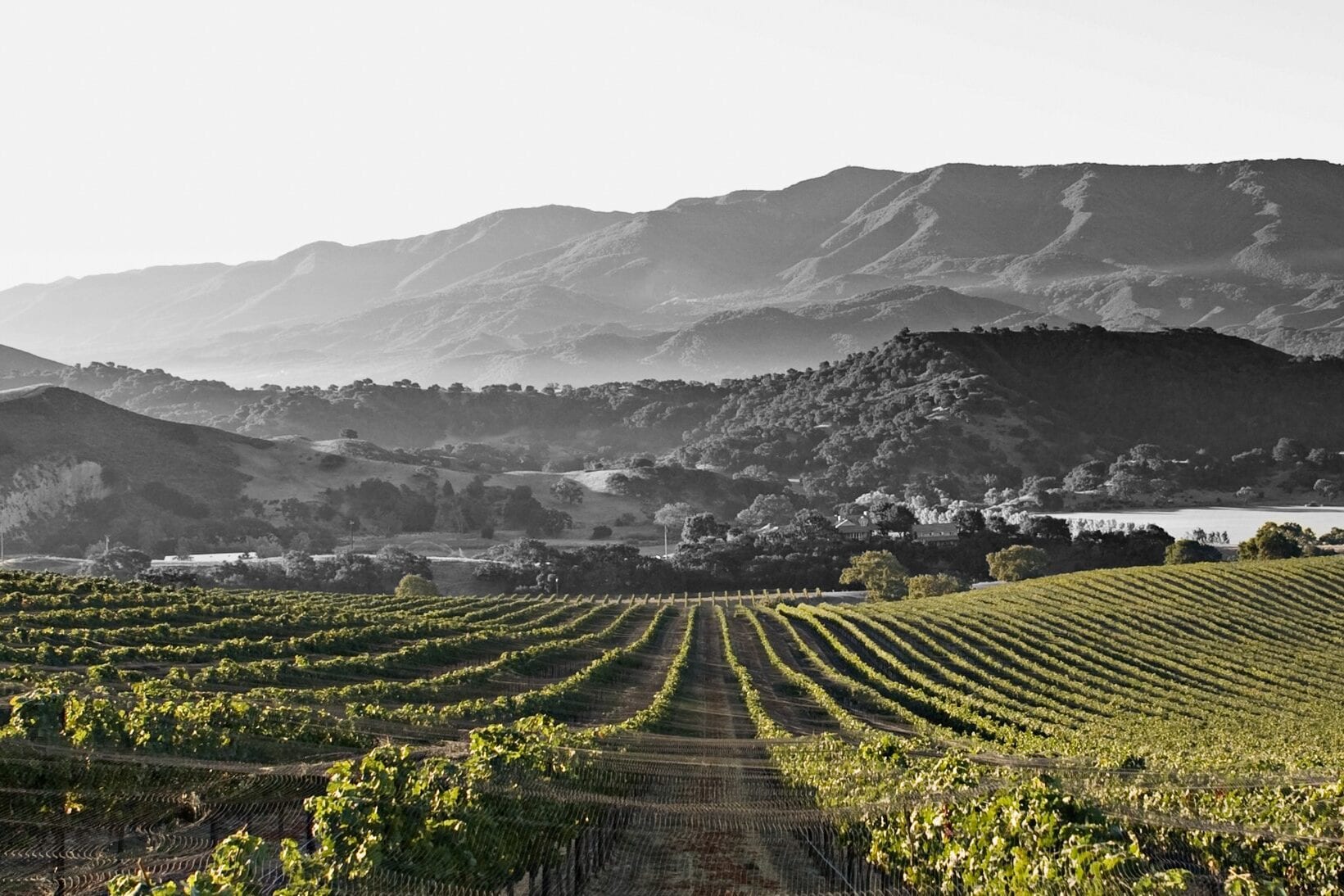 Vines below the mountains, in black and white