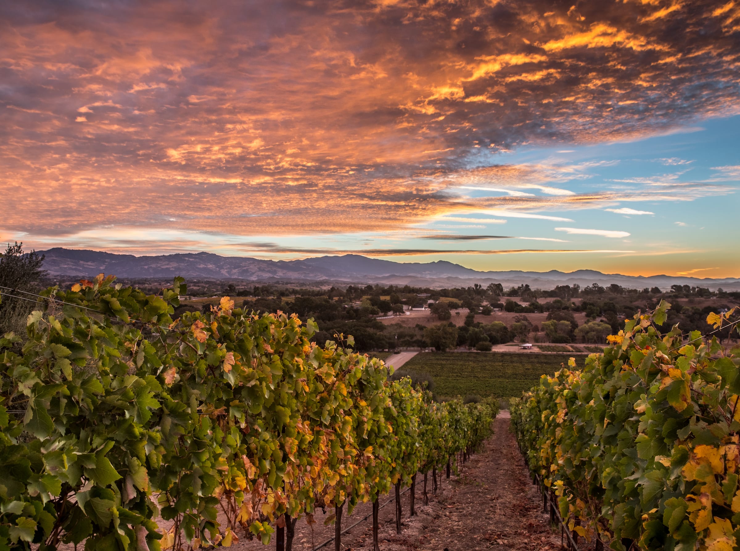 Vines in autumn color under a dusk sky
